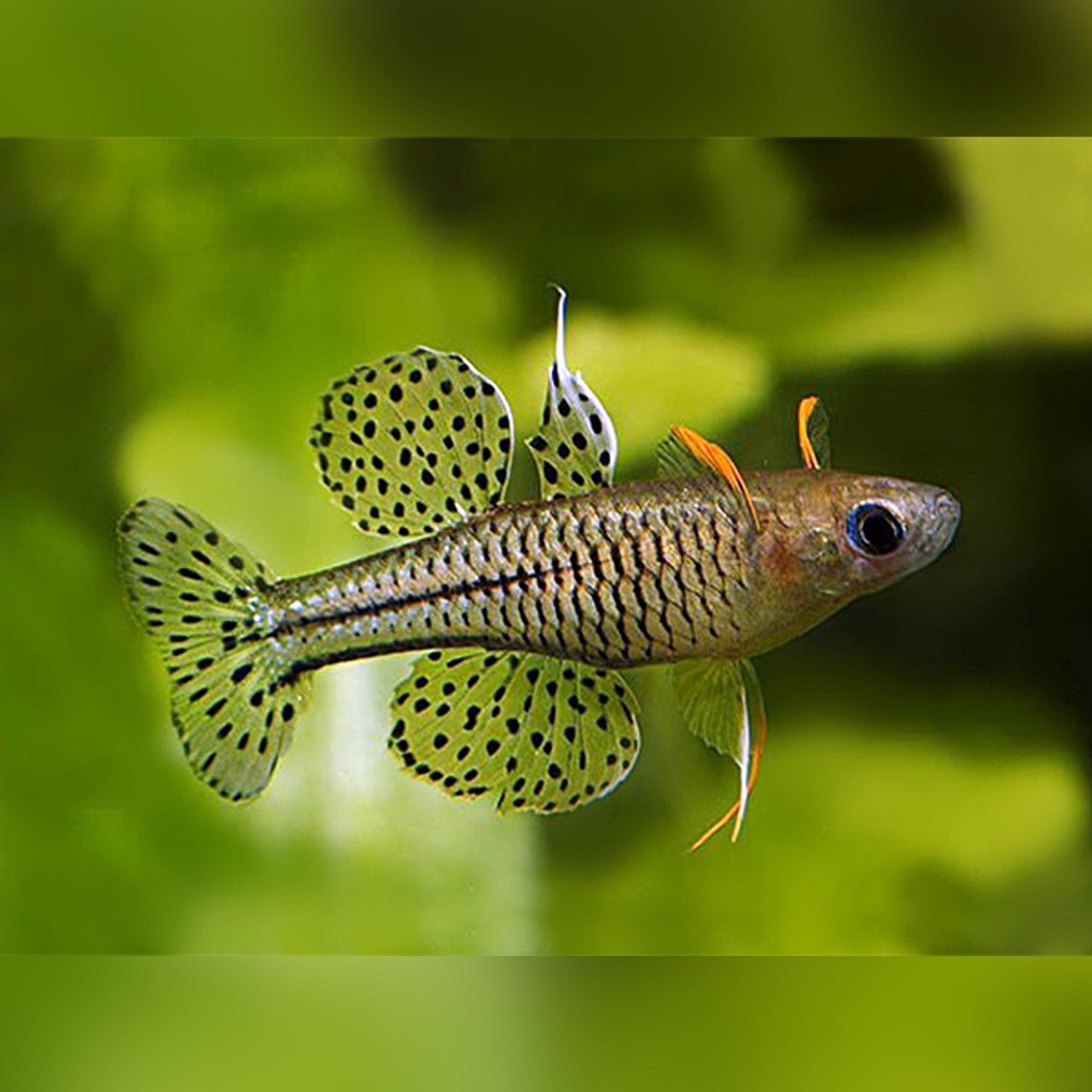 Arc-en-ciel à Yeux Bleu Pointillé (Pseudomugil Gertrudae)