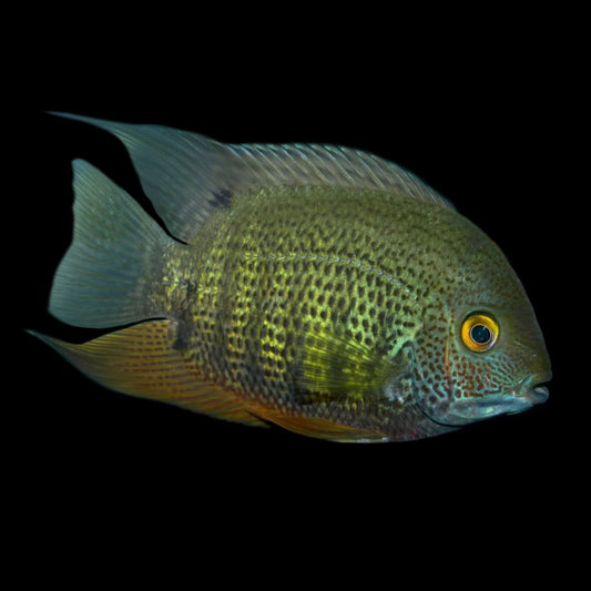 Heros Severus (Green Severum)