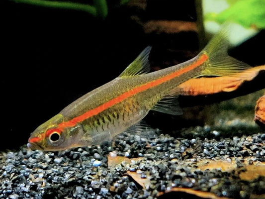 Rasbora à Ligne Rouge (Rasbora pauciperforata)