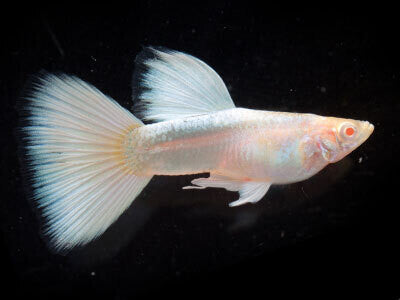 Guppy Albino Entièrement Blanc (Poecellia Reticulata)