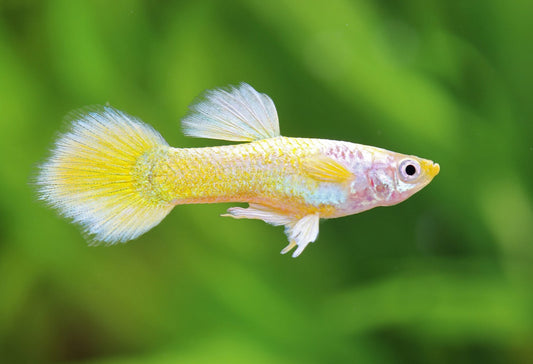 Guppy Jaune Platinum (Poecellia Reticulata)