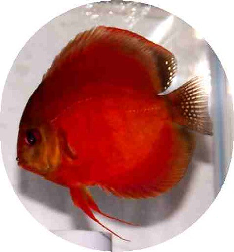 Discus Rouge Master (Symphysodon aequifasciatus)