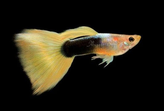 Guppy Toxedo Doré (Poecellia Reticulata)