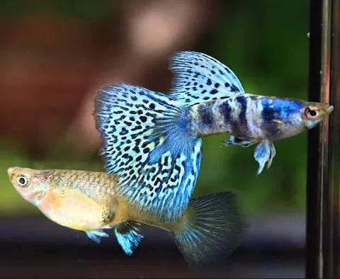 Guppy Tigré Bleu (Poecilia Reticulata)