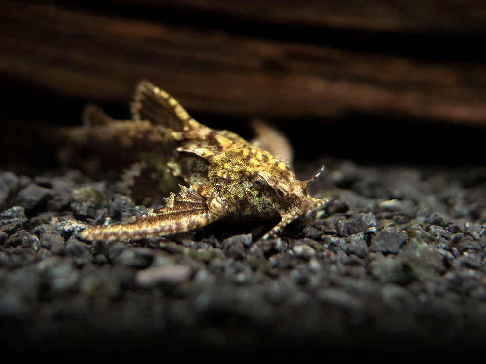 Poisson-Chat de Roches (Erethistes sp.)