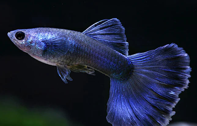 Guppy Diamant Bleu (Poecilia Reticulata)