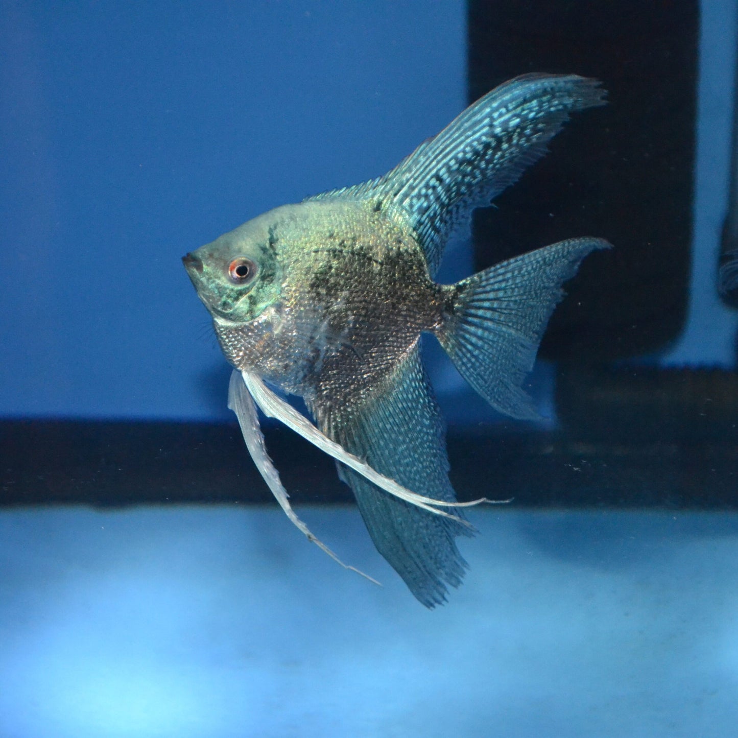 Ange Noir Fumée Bleue (Pterophyllum Scalare)