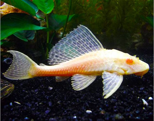 Pléco Albino (Hypostomus Plecostomus)