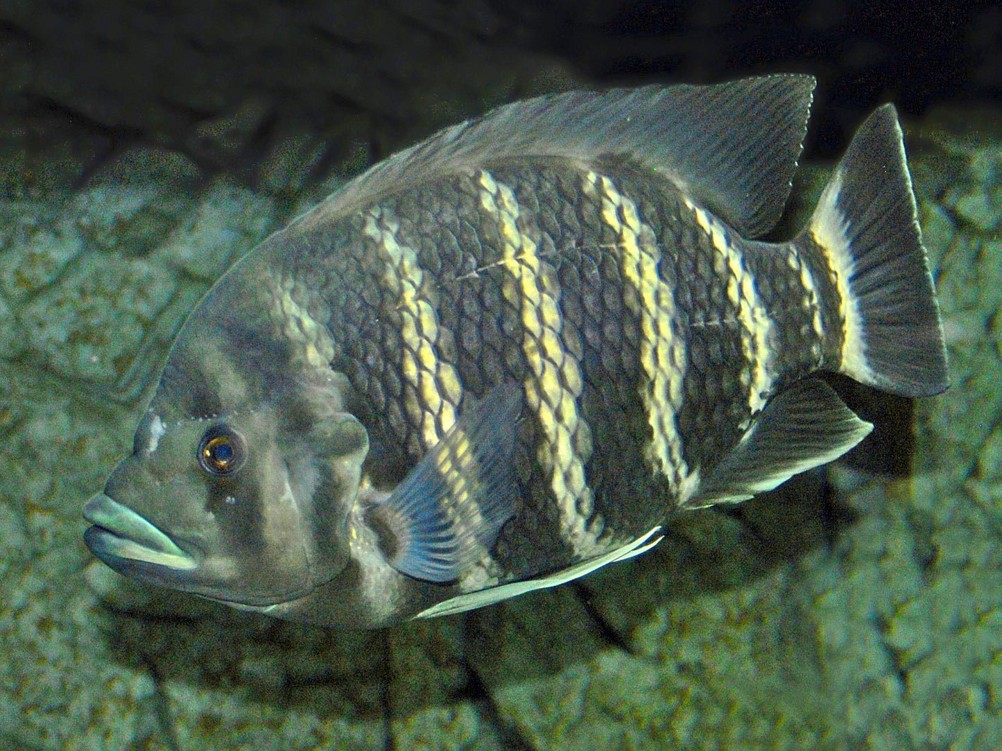 Heterotilapia Buttikoferi (Zebra Tilapia)