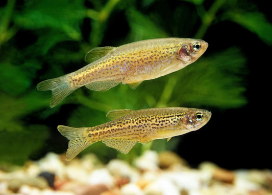 Danio Léopard (Danio Rerio)