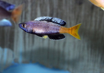 Cyprichromis Leptosoma (Sardine Cichlid)