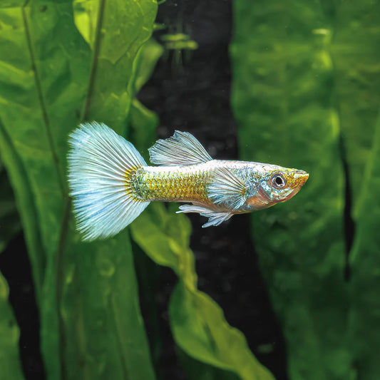 Guppy Blanc (Poecellia Reticulata)