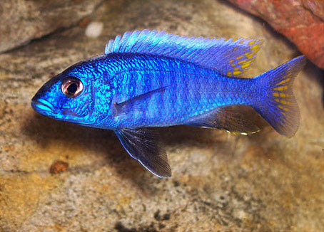 Sciaenochromis Fryeri (Blue Ahli)