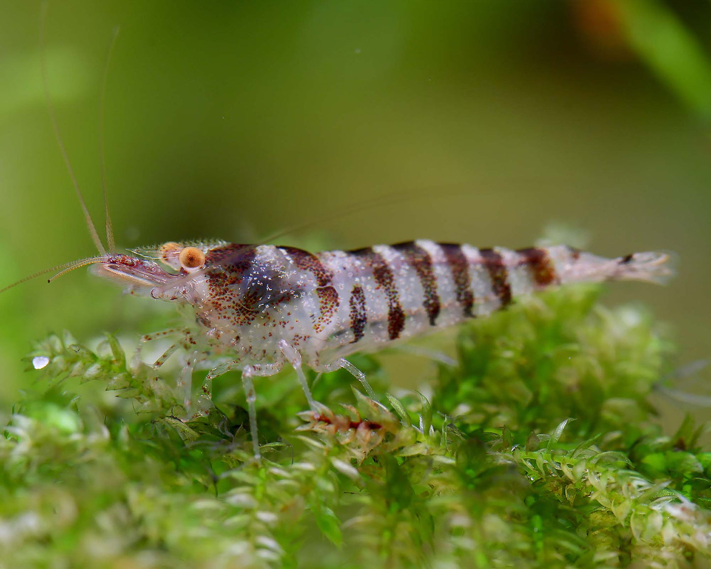 Crevette Babaulti (Caridina Babaulti)