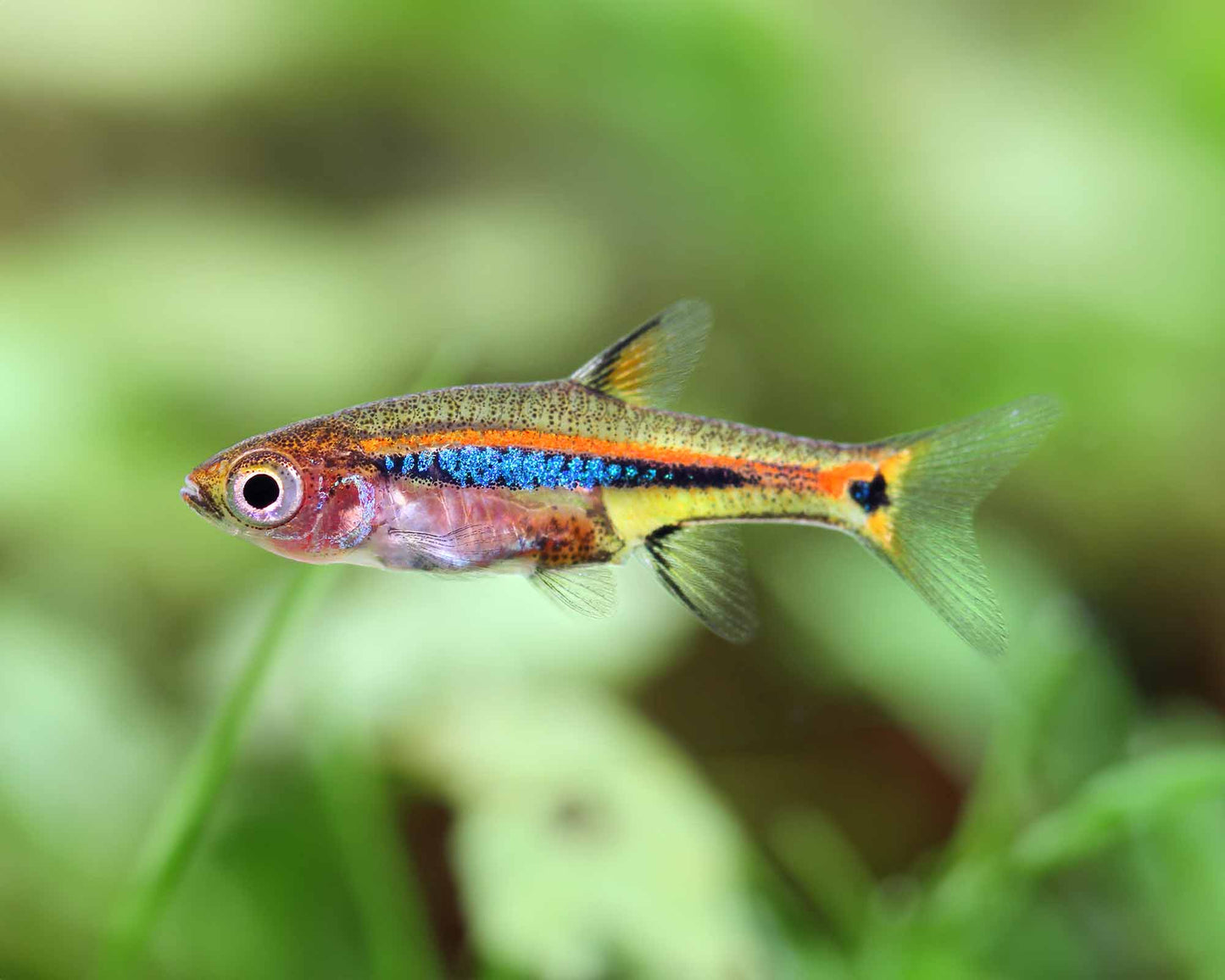 Rasbora à Ligne Bleu (Boraras urophthalmoides)