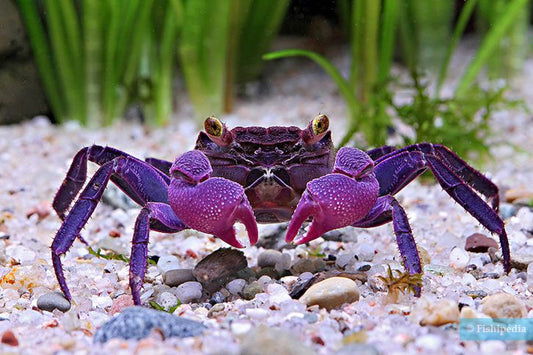 Crabe Vampire Noir et Mauve (Geosesarma Dennerle)