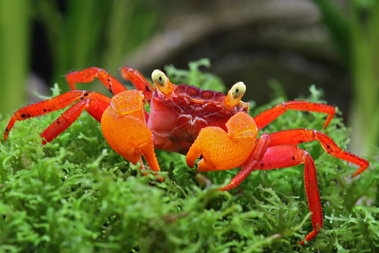 Crabe Vampire Noir et Orange (Geosesarma Notophorum)