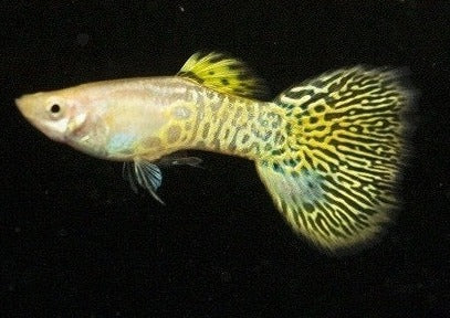 Guppy Tigré Jaune (Poecilia Reticulata)