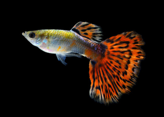 Guppy Tigré Rouge (Poecilia Reticulata)