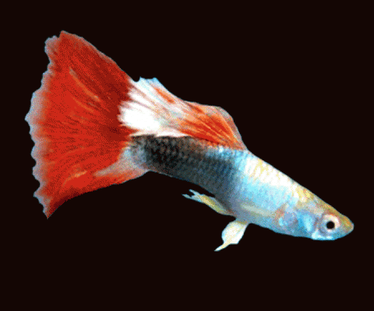 Guppy Diamant Rouge (Poecilia Reticulata)