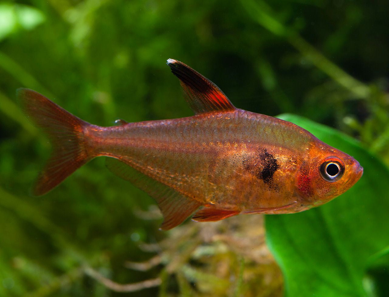 Tétra Fantôme Rouge (Hyphessobrycon Sweglesi)