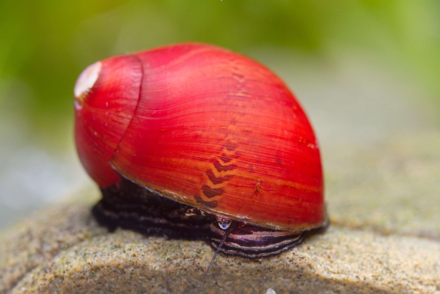 Escargot Nérite Arc-en-ciel Rouge (Vittina Waigiensis)