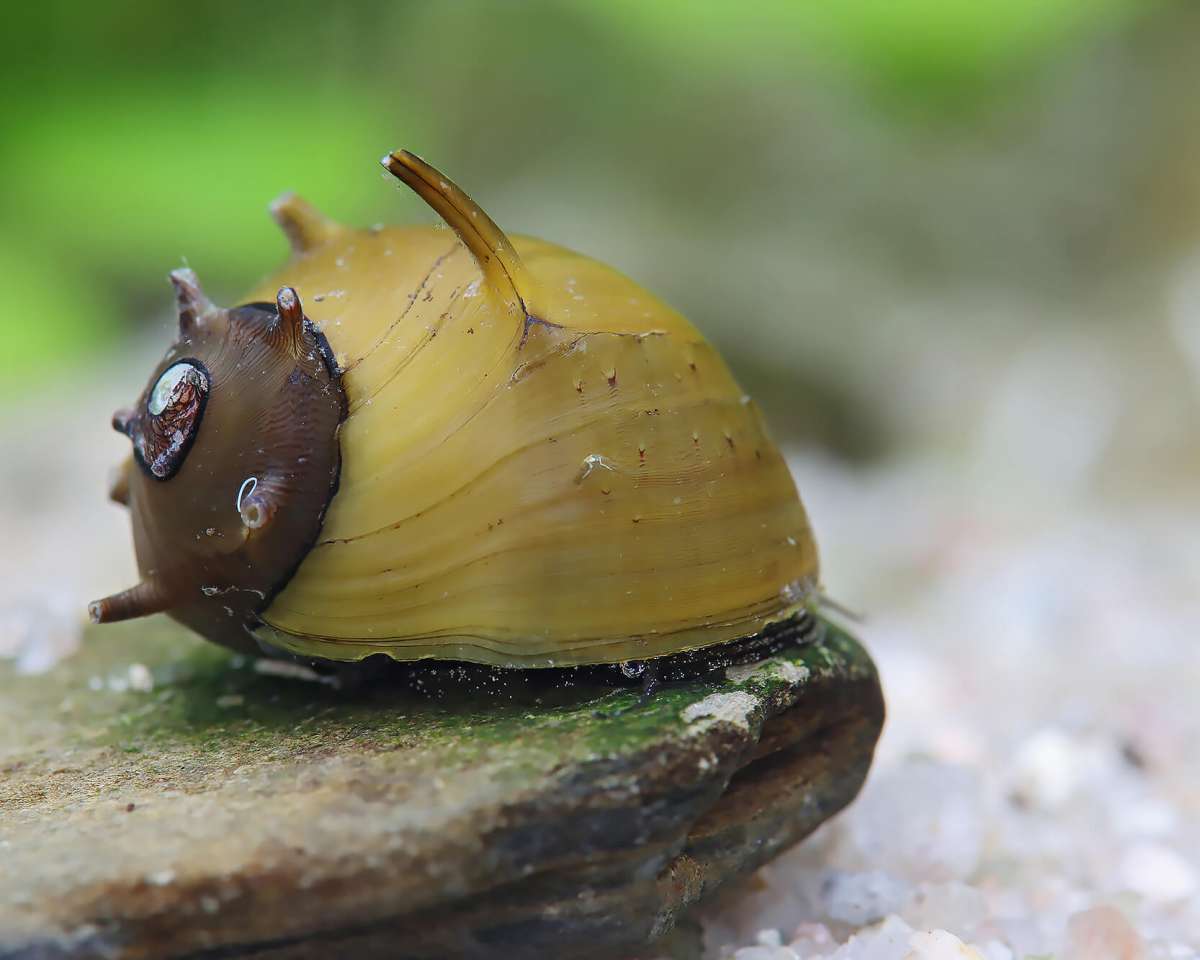 Escargot Porc-Épic Jaune (Clithon Subgranosa)