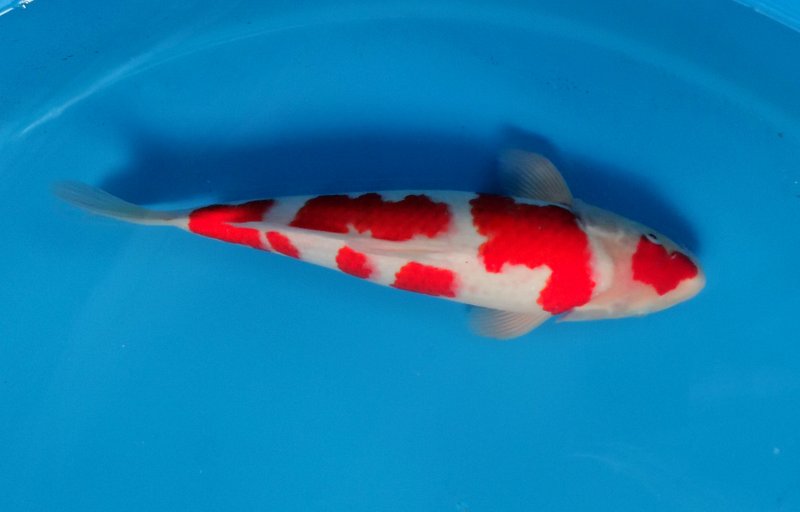 Carpe Koi Kohaku (Cyprinus rubrofuscus)