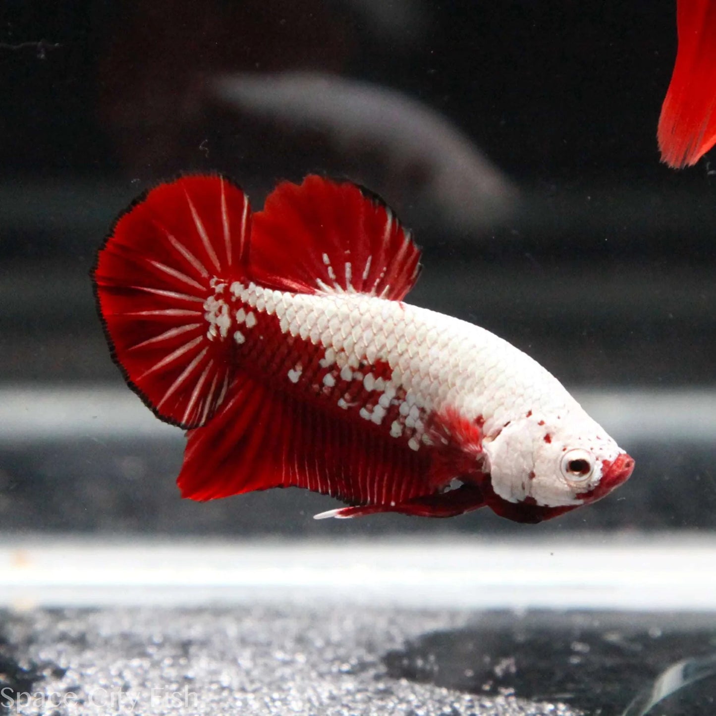 Betta HM/PK Red Samurai (Betta splendens)