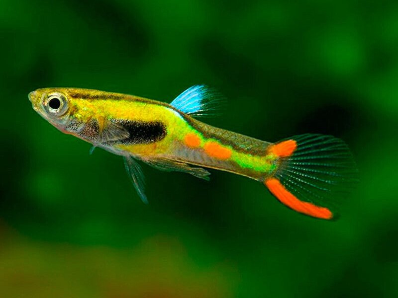 Guppy Endler Laser Vert (Poecilia Wingei)