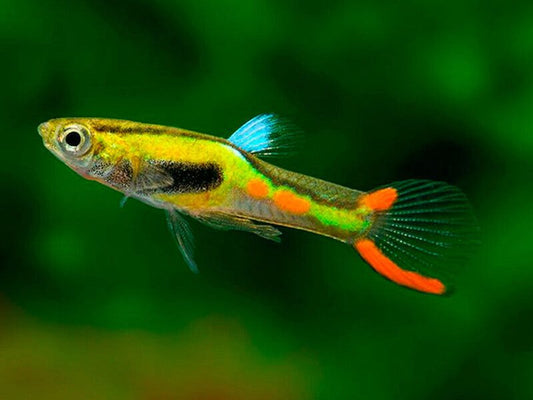 Guppy Endler Laser Vert (Poecilia Wingei)