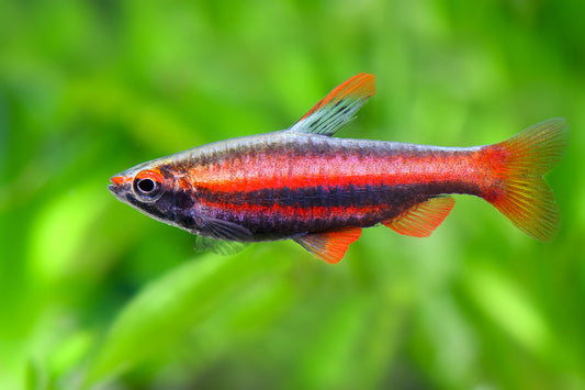 Poisson-Crayon Rouge (Nannostomus Mortenthaleri)