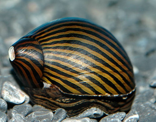 Escargot Nérite Zébrée (Neritina Natalensis)