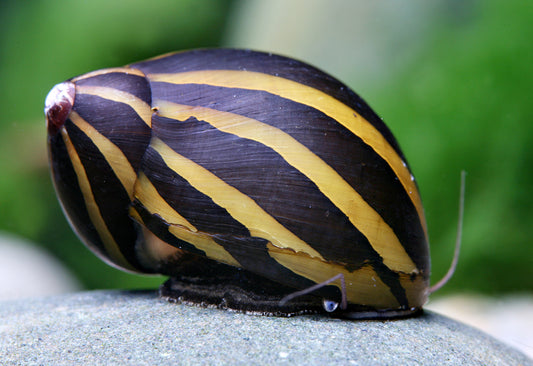 Escargot Nérite Tigrée (Neritina Turrita)