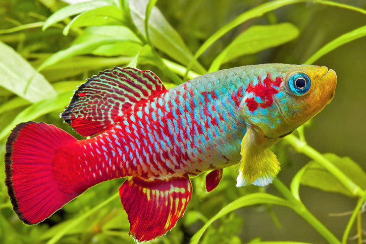 Nothobranchius Guentheri Red