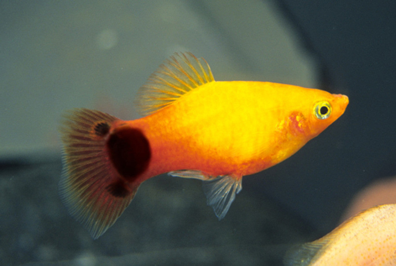 Platy Mickey Mouse Doré (Xiphophorus Maculatus) – Poseidon