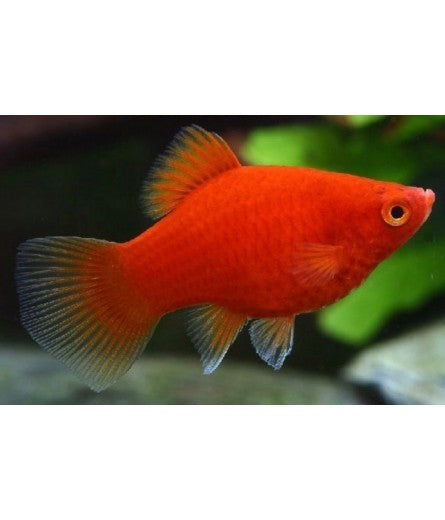 Platy Rouge (Xiphophorus Maculatus)