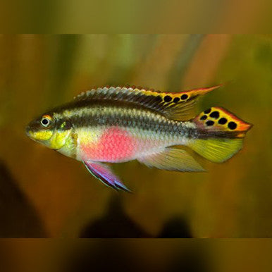 Pelvicachromis Pulcher (Kribensis)