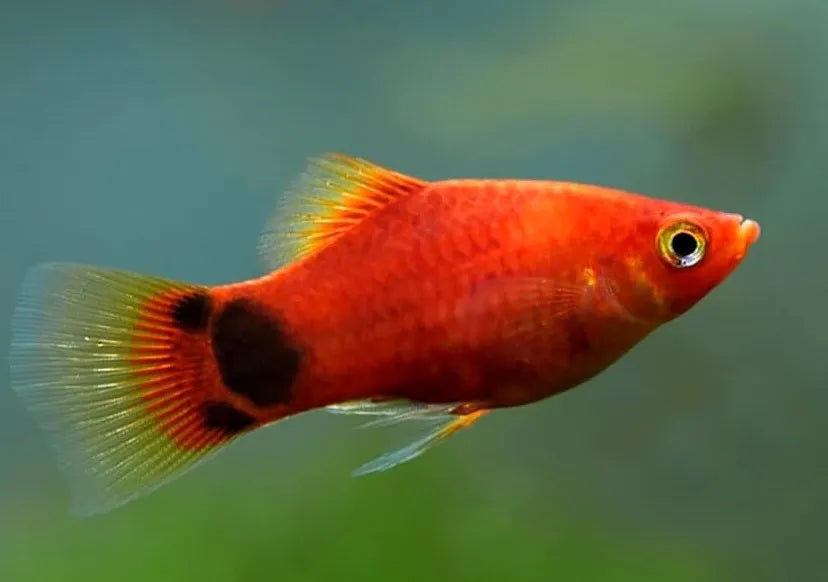 Platy Mickey Mouse Rouge (Xiphophorus Maculatus)