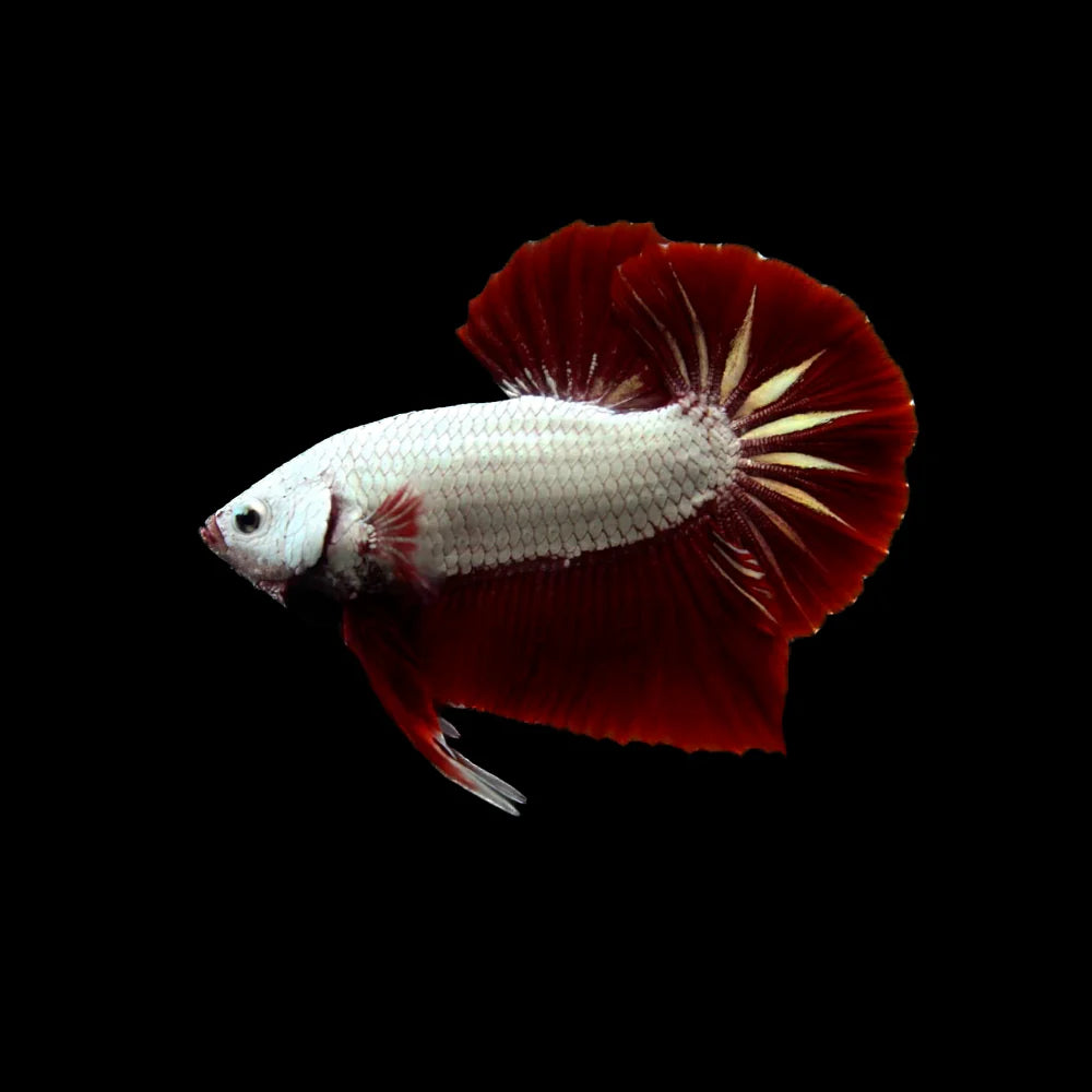 Betta HM/PK Red Samurai (Betta splendens)