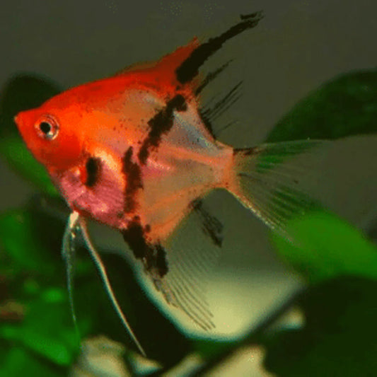 Ange Diable Rouge (Pterophyllum Scalare)