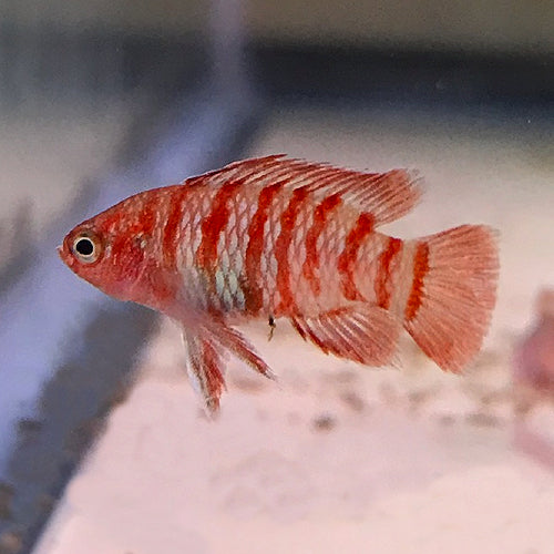 Scarlet Badis (Dario Dario)