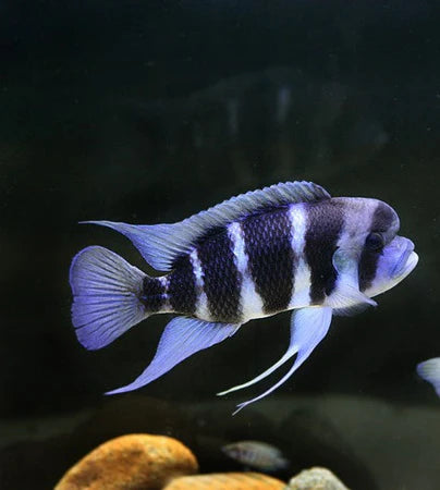 Cyphotilapia Frontosa Sp. "Burundi"