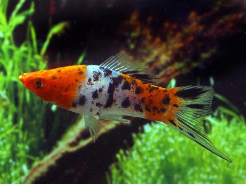 Queue d'épée Tri-Color (Xiphophorus Hellerii)