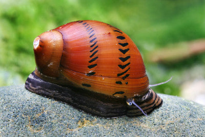 Escargot Nérite Arc-en-ciel Orange (Vittina Waigiensis)