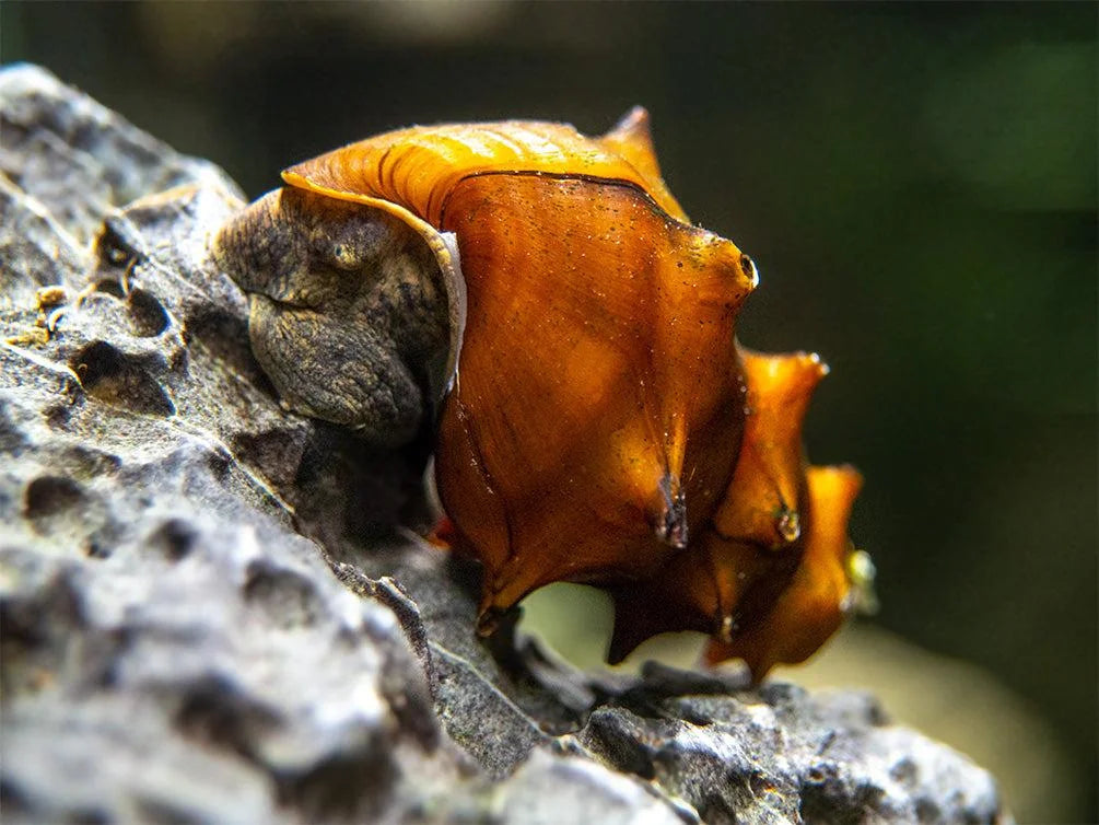 Escargot Pagode (Brotia Pagodula)