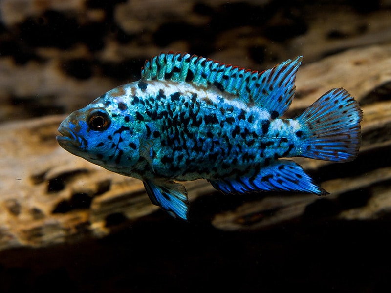 Rocio Octofasciata (Jack Dempsey Bleu Électrique)