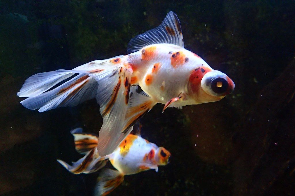 Télescope Calico (Carassius auratus)