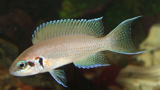 Neolamprologus Brichardi