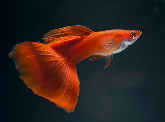 Guppy Rouge Chili (Poecellia Reticulata)